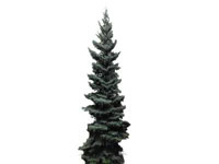 Świerk [Spruce] (Picea A. Dietr.), ul. Strumykowa, Zielona Góra, Polska